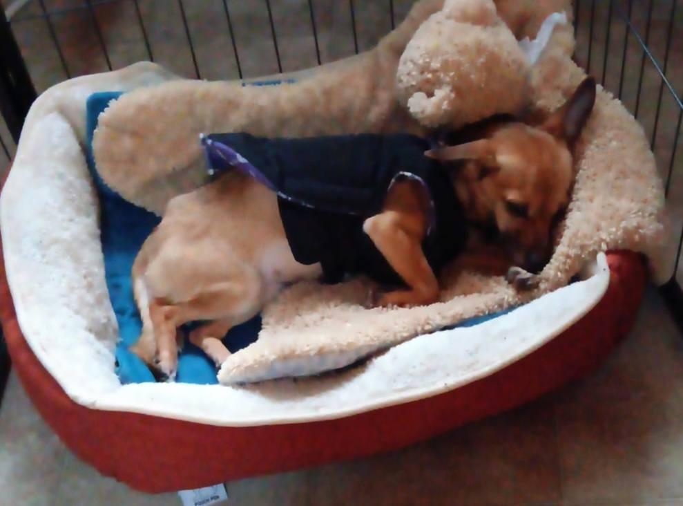 Fiona, a ADOPTABLE Chihuahua in Homer Glen, IL image 4/6