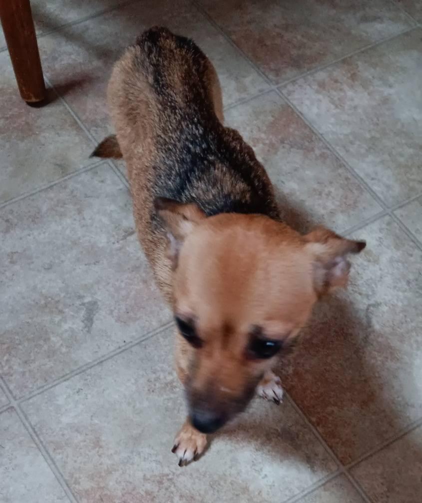 Fiona, a ADOPTABLE Chihuahua in Homer Glen, IL image 5/6