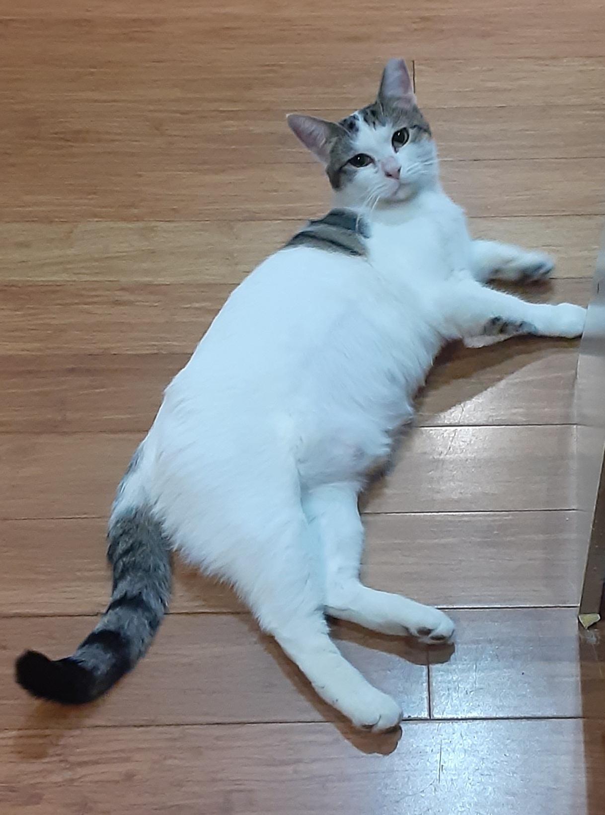 Enlarge Sydney, an adoptable Domestic Short Hair in North Babylon, NY image 2/3