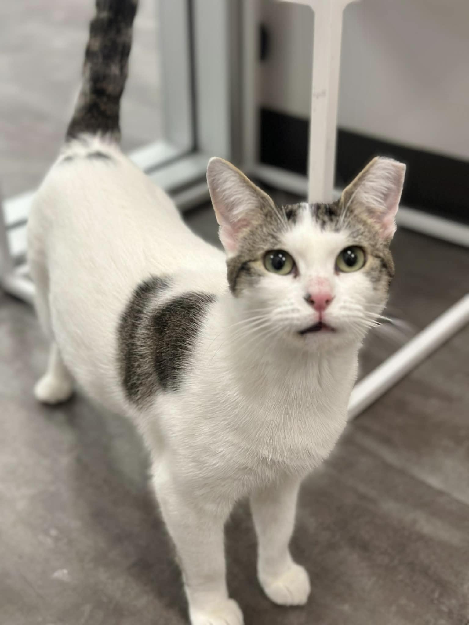 Enlarge Sydney, an adoptable Domestic Short Hair in North Babylon, NY image 1/3