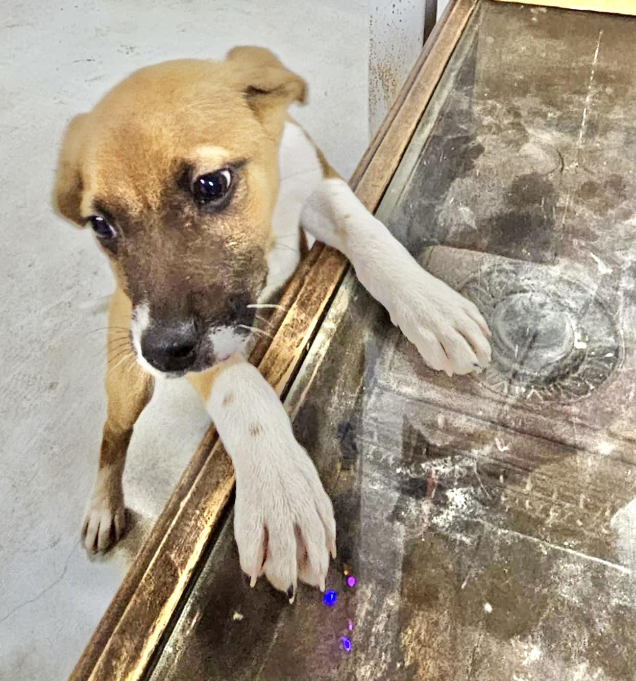 Enlarge Dolly, an adopted mixed breed in Cincinnati , OH image 4/6