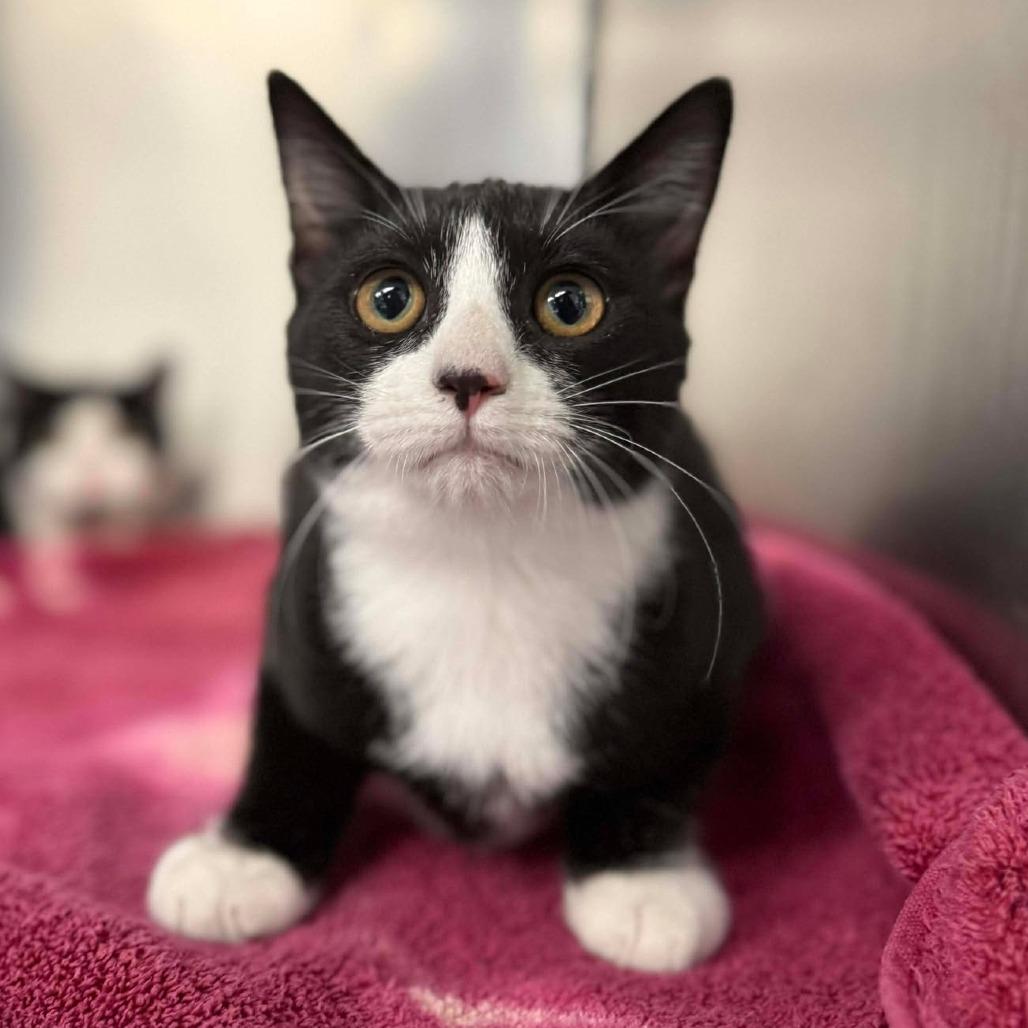 Enlarge Cardamom, a Adoptable Domestic Short Hair in Martinsville, VA image 1/1