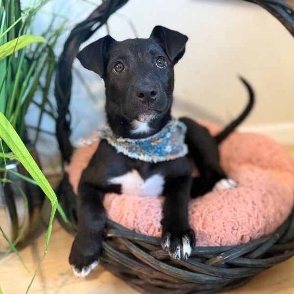 Harper tater tot cuddlepaws