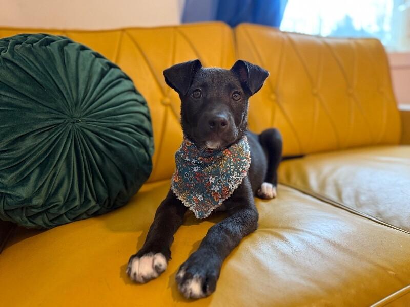 Harper tater tot cuddlepaws — thumbnail 2