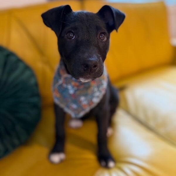 Harper tater tot cuddlepaws — thumbnail 4