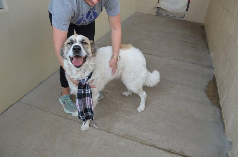 Enlarge Sassafras, a Adopted Great Pyrenees in McKinney, TX image 1/1