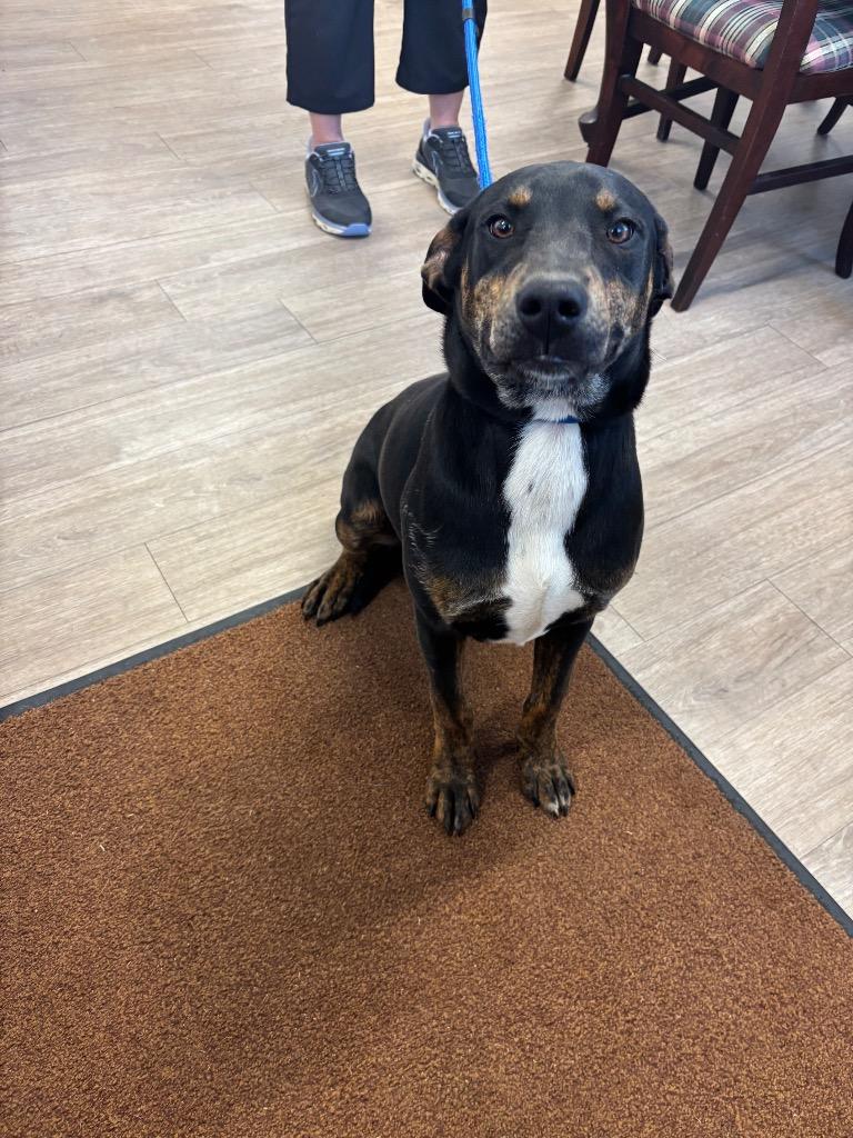 Little Bo, Adoptable, Puppy Male Hound & Rottweiler.