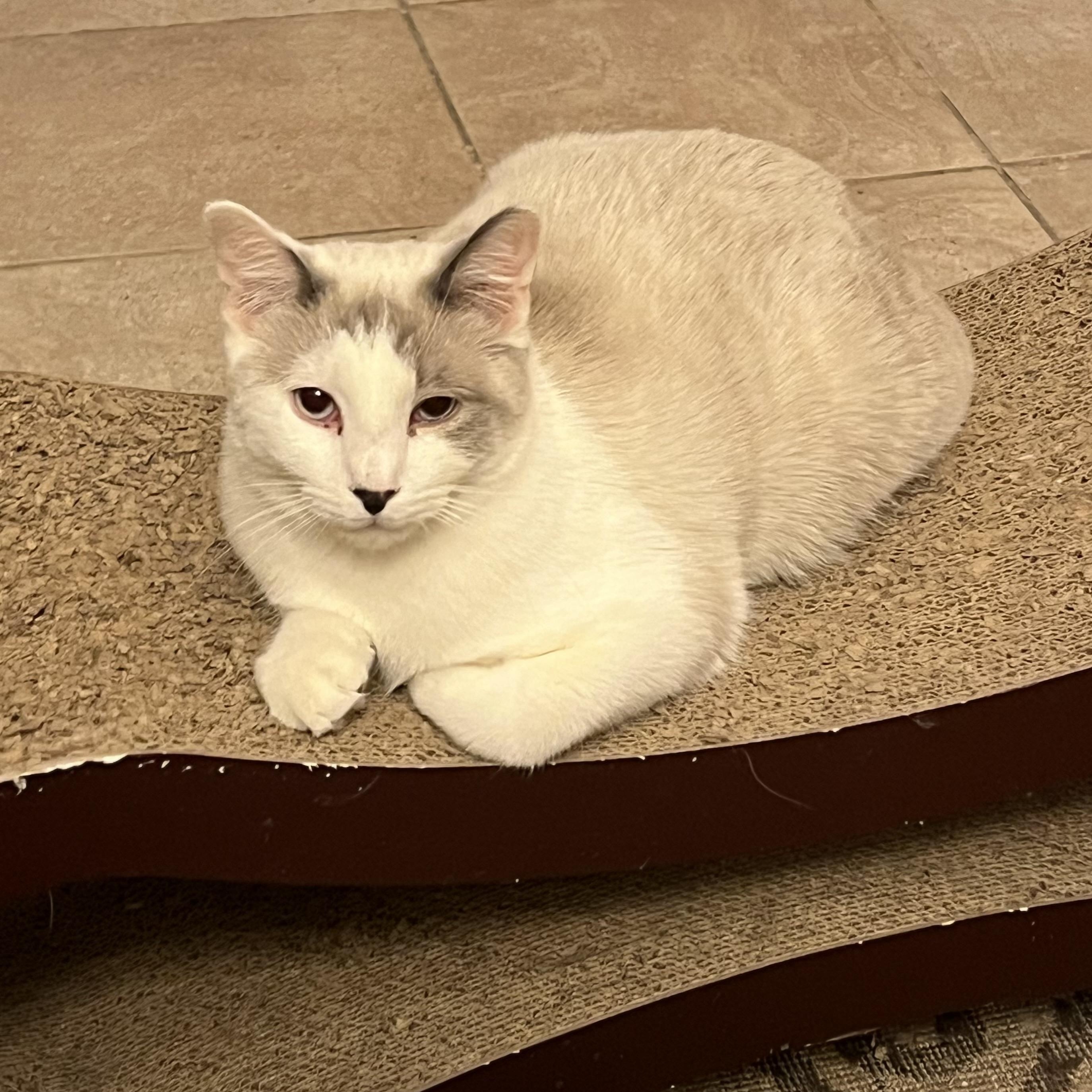 Enlarge Debs Boy, a Adoptable Siamese in Glendora, CA image 4/4