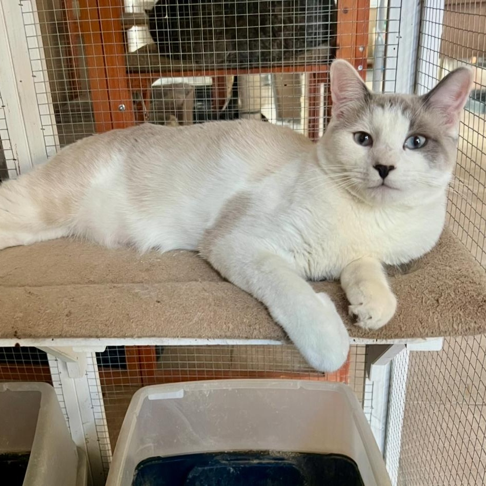 Enlarge Debs Boy, a Adoptable Siamese in Glendora, CA image 3/4