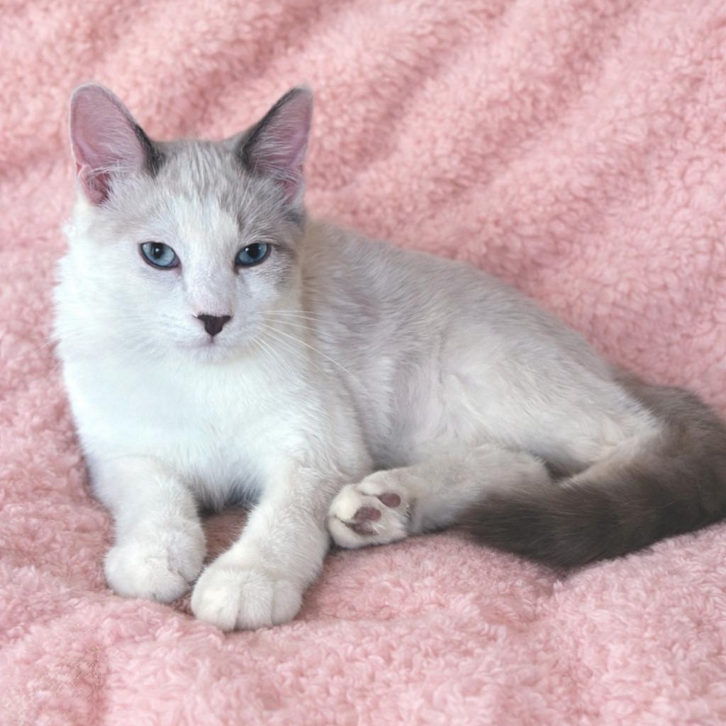 Debs Boy, Adoptable, Young Male Siamese.