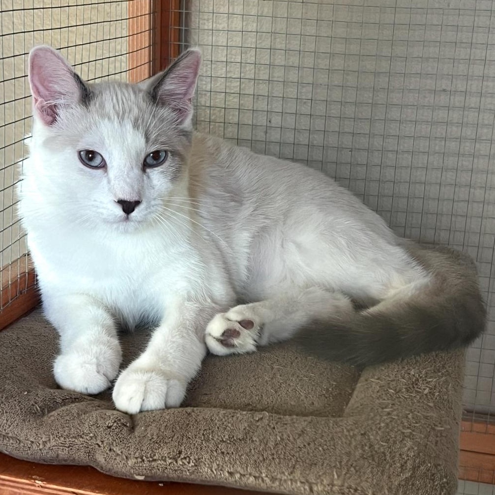 Debs Boy, Adoptable, Young Male Siamese.