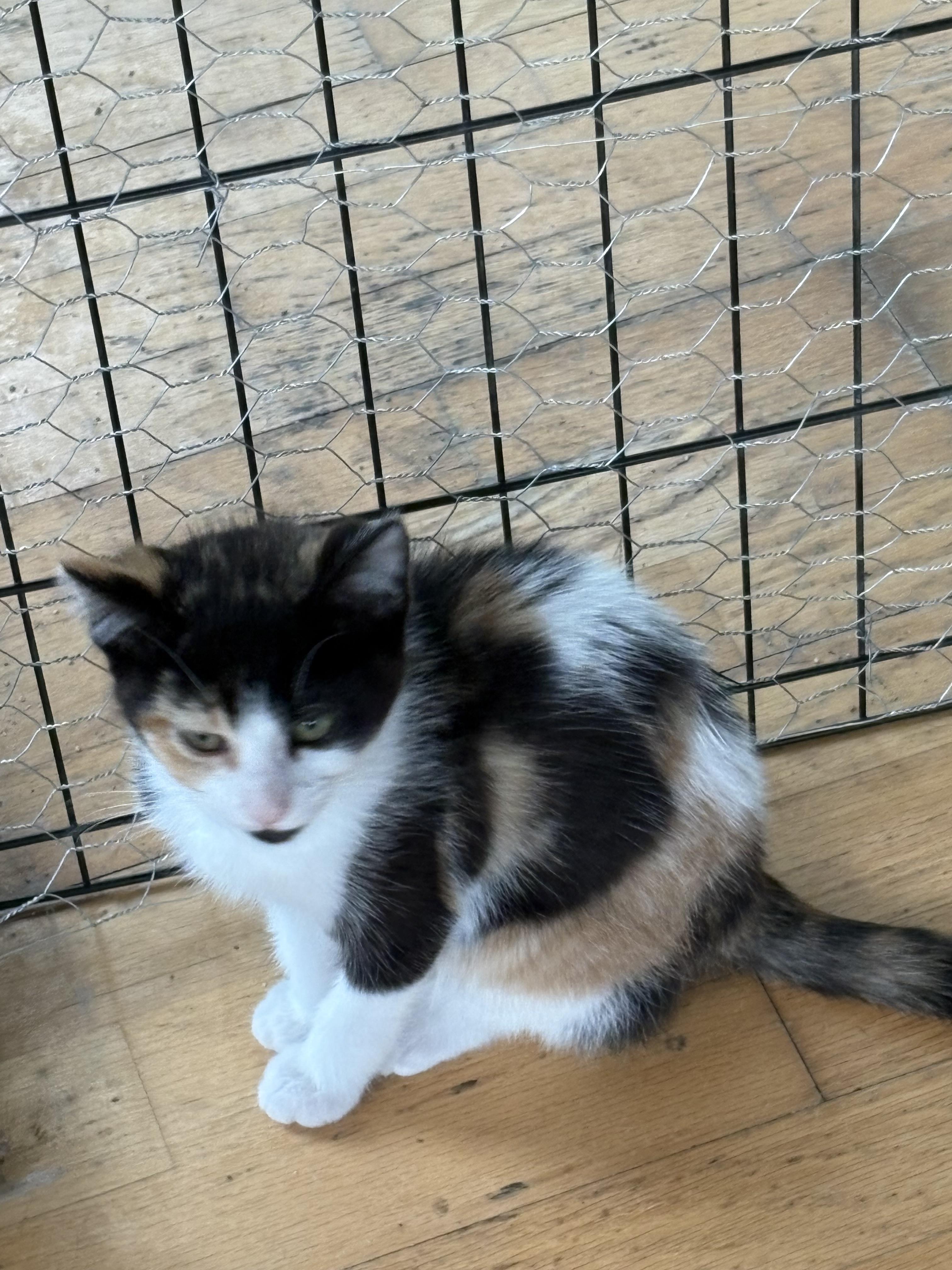 Patches photo 3