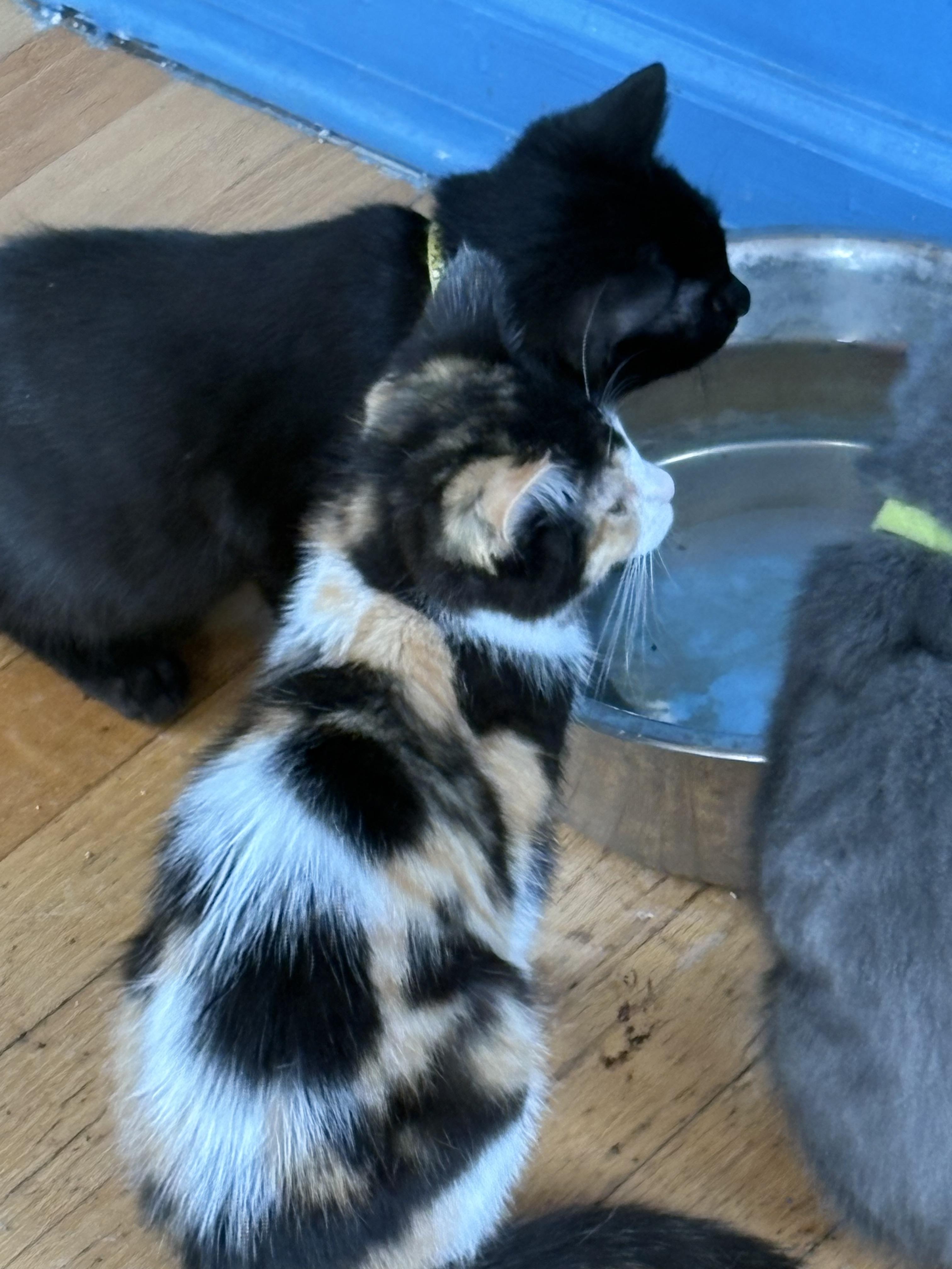 Patches, Baby Female Calico