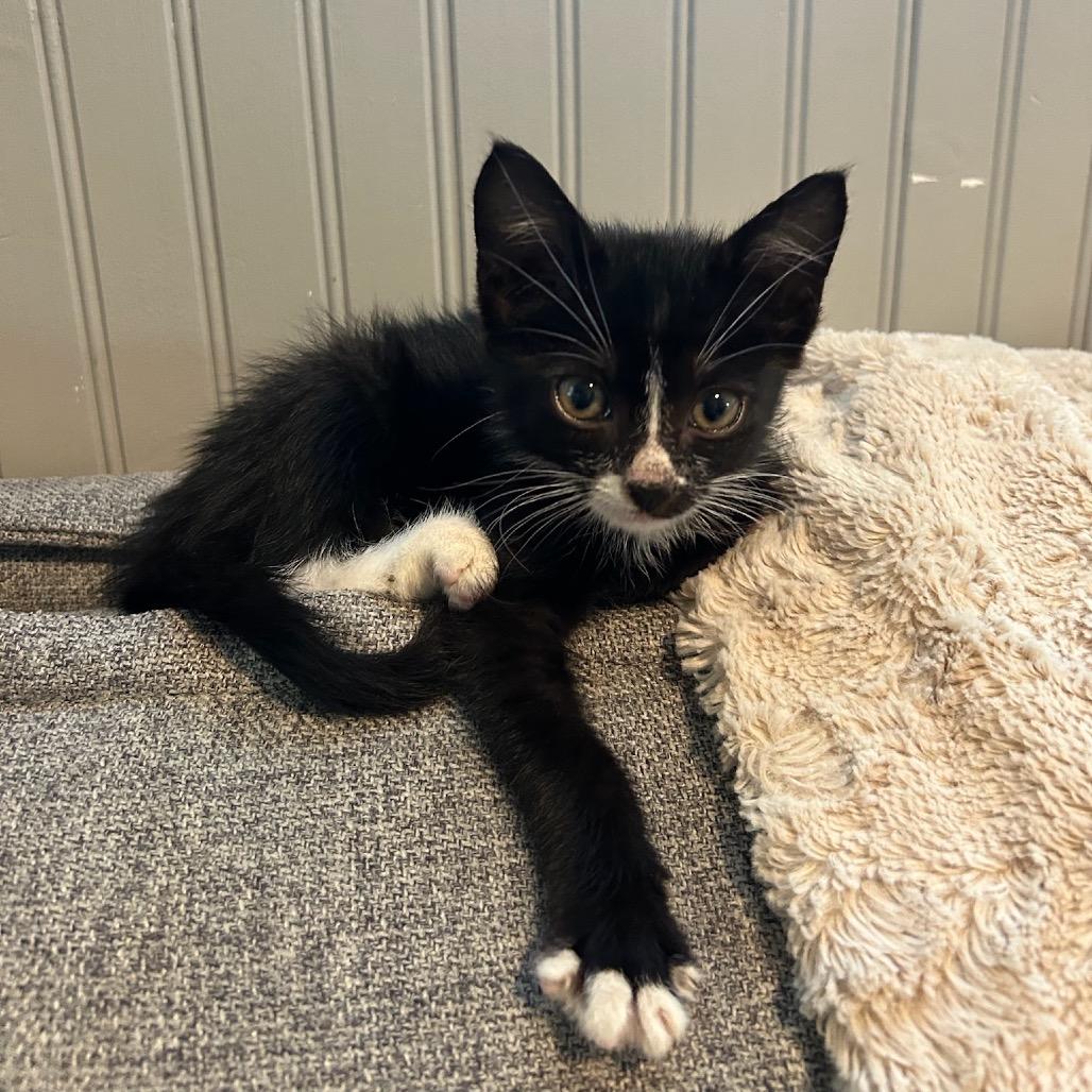 Zoo (In Foster), Adoptable, Kitten Male Domestic Short Hair.