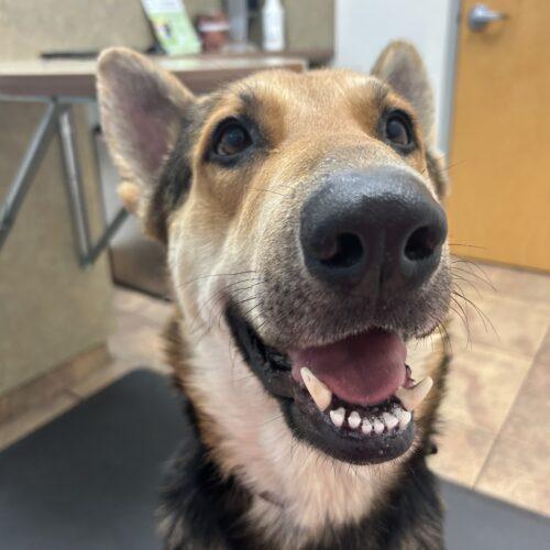 Enlarge Roy, a Adoptable German Shepherd Dog in Glendale, AZ image 1/6