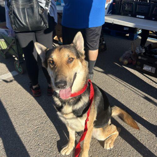 Enlarge Roy, a Adoptable German Shepherd Dog in Glendale, AZ image 2/6