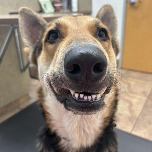 Enlarge Roy, a Adoptable German Shepherd Dog in Glendale, AZ image 3/6