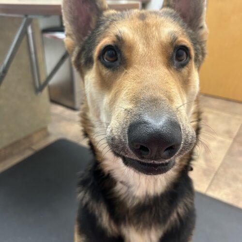 Enlarge Roy, a Adoptable German Shepherd Dog in Glendale, AZ image 5/6