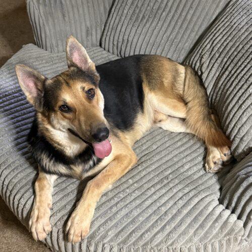 Enlarge Roy, a Adoptable German Shepherd Dog in Glendale, AZ image 6/6