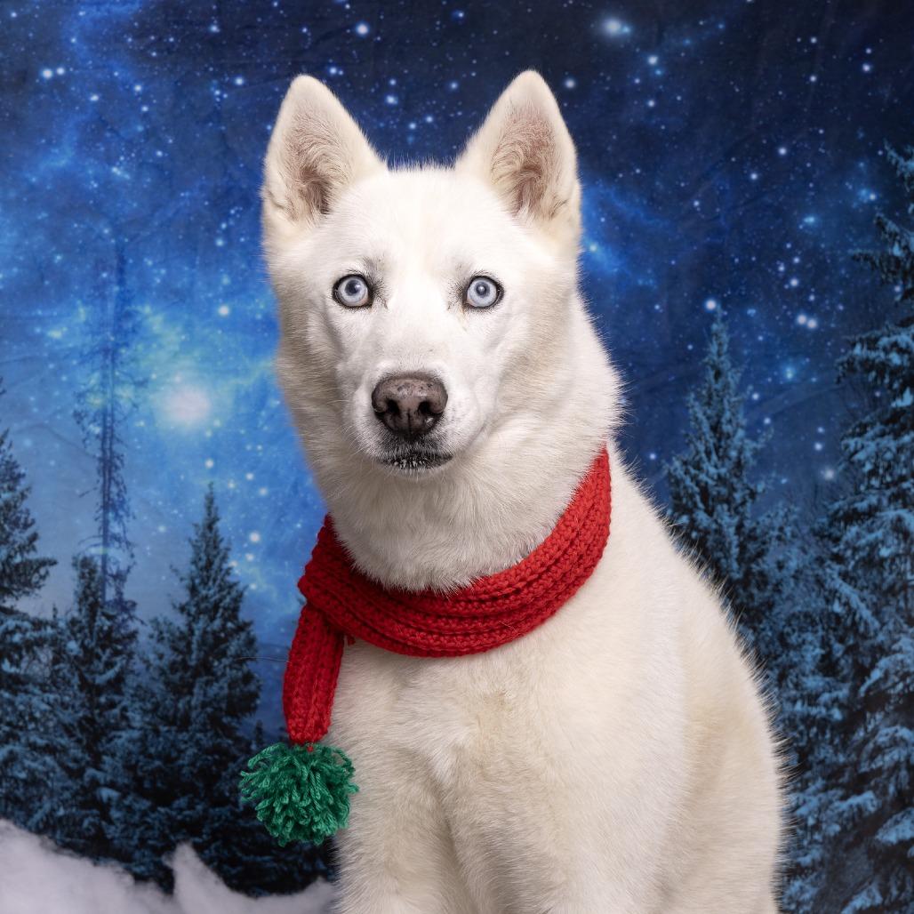 Sugar, Adoptable, Senior Female Husky.