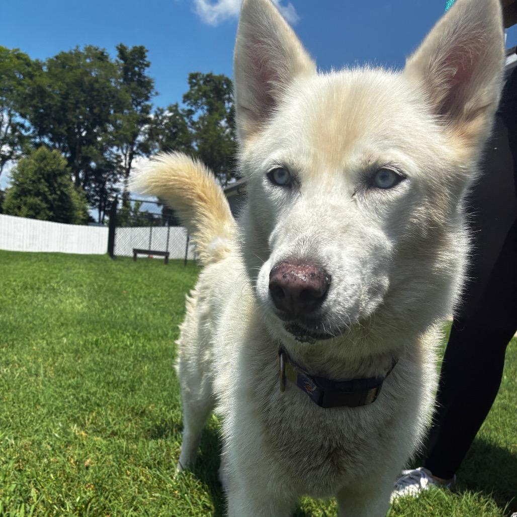 Enlarge Sugar, a Adoptable Husky in Franklin, TN image 1/3