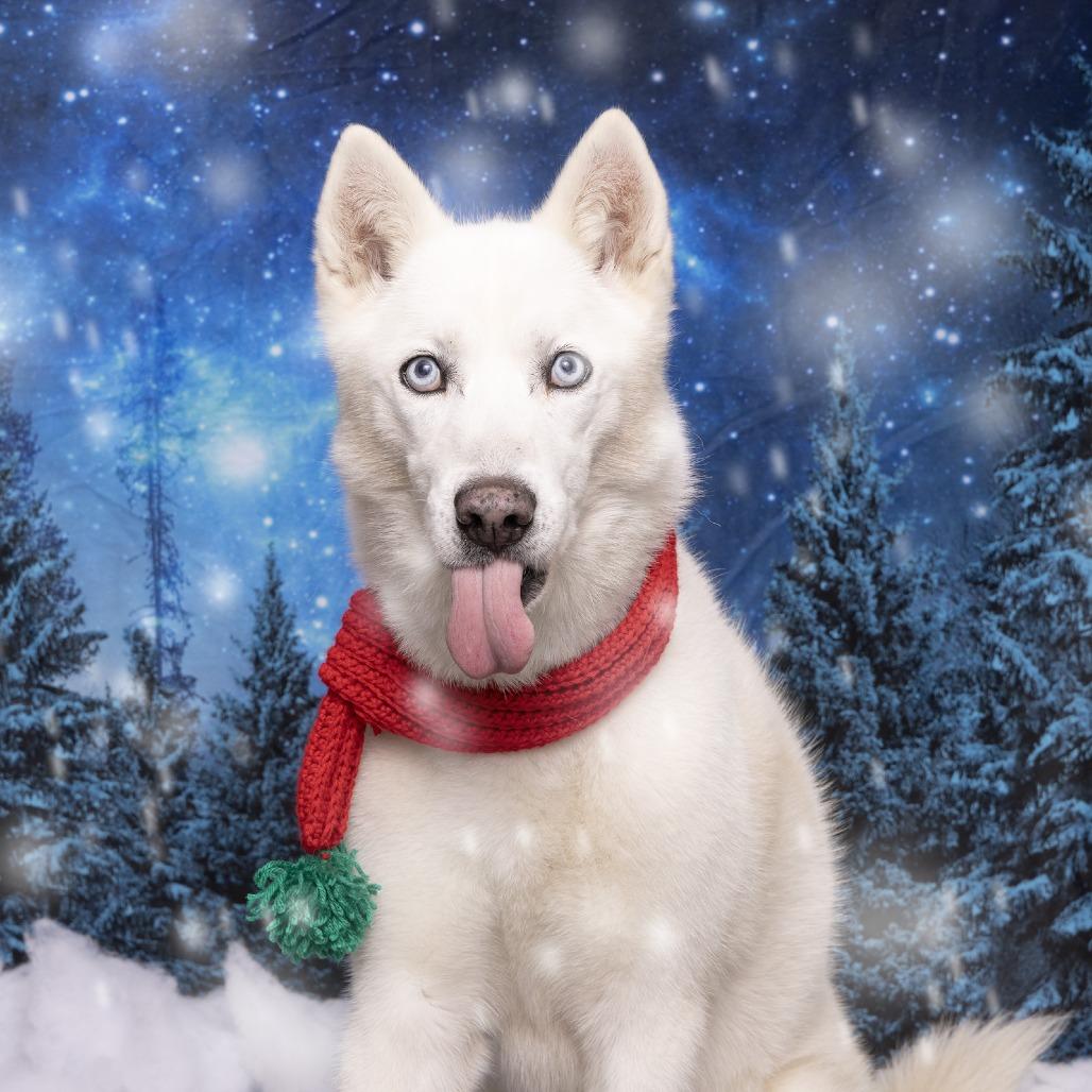 Sugar, Adoptable, Senior Female Husky.