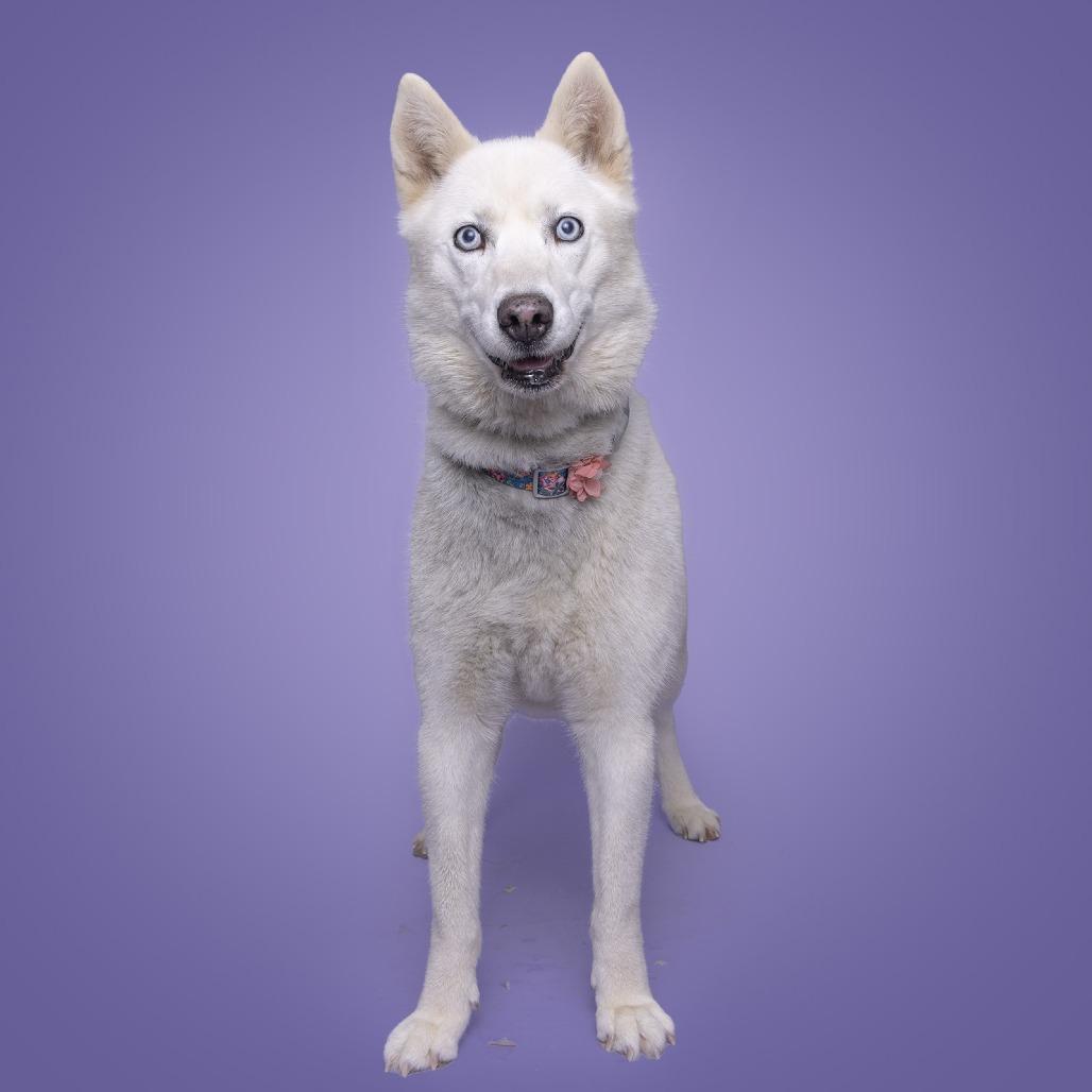 Enlarge Sugar, a Adoptable Husky in Franklin, TN image 2/3