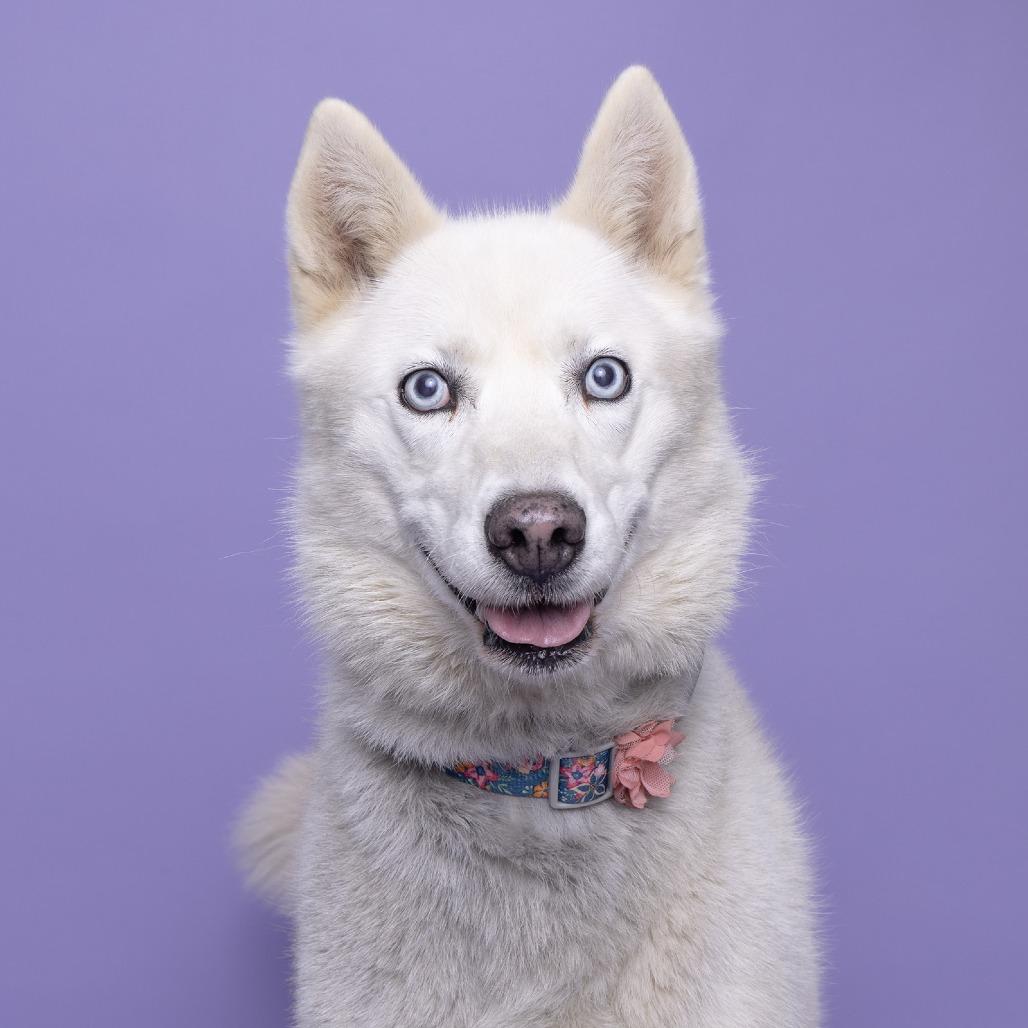 Enlarge Sugar, a Adoptable Husky in Franklin, TN image 3/3
