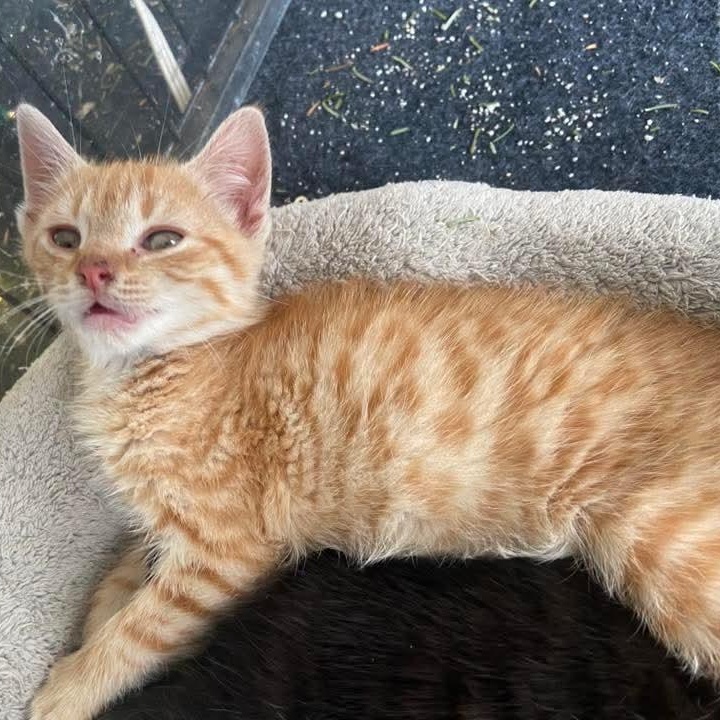 Enlarge Hocus, an adopted mixed breed in Kentwood, MI image 1/1