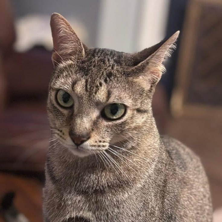 Murphy, Adoptable, Adult Male Domestic Short Hair.