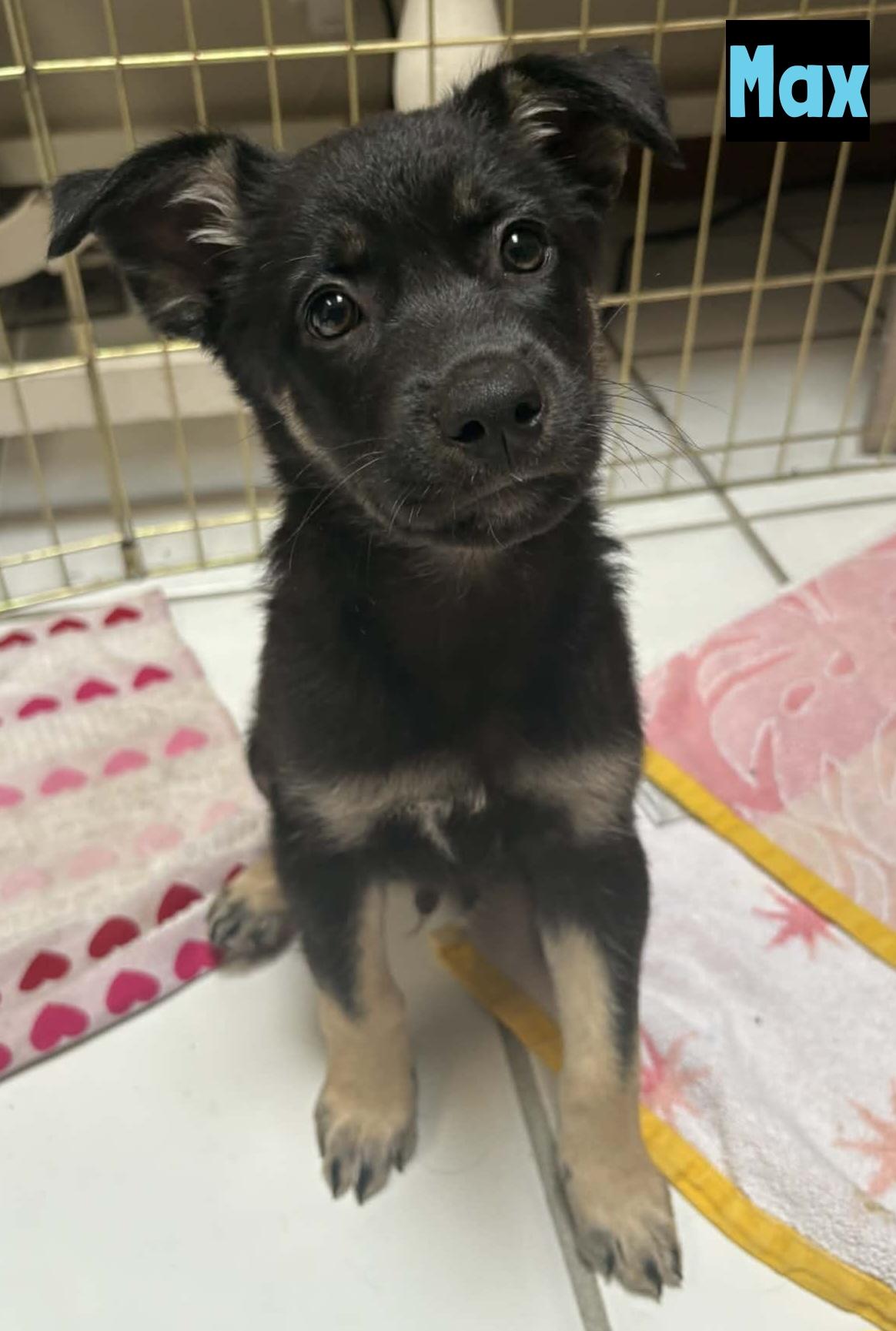 Max, ADOPTABLE, Puppy Male Shepherd.