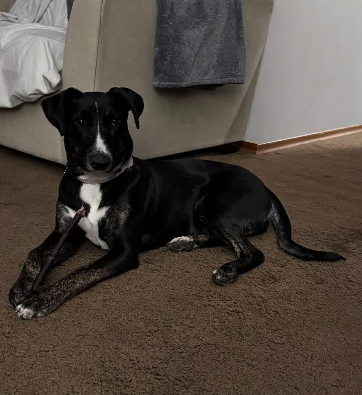 Noodles , an adoptable mixed breed in Winnipeg, MB image 1/6