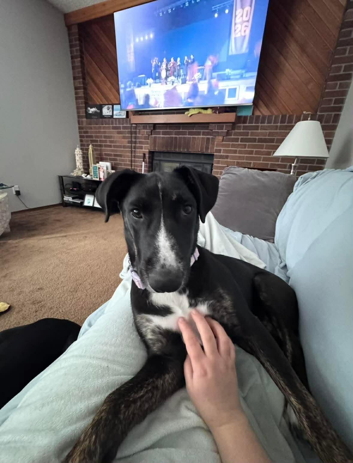 Noodles , adoptable, Puppy Female Mastiff.