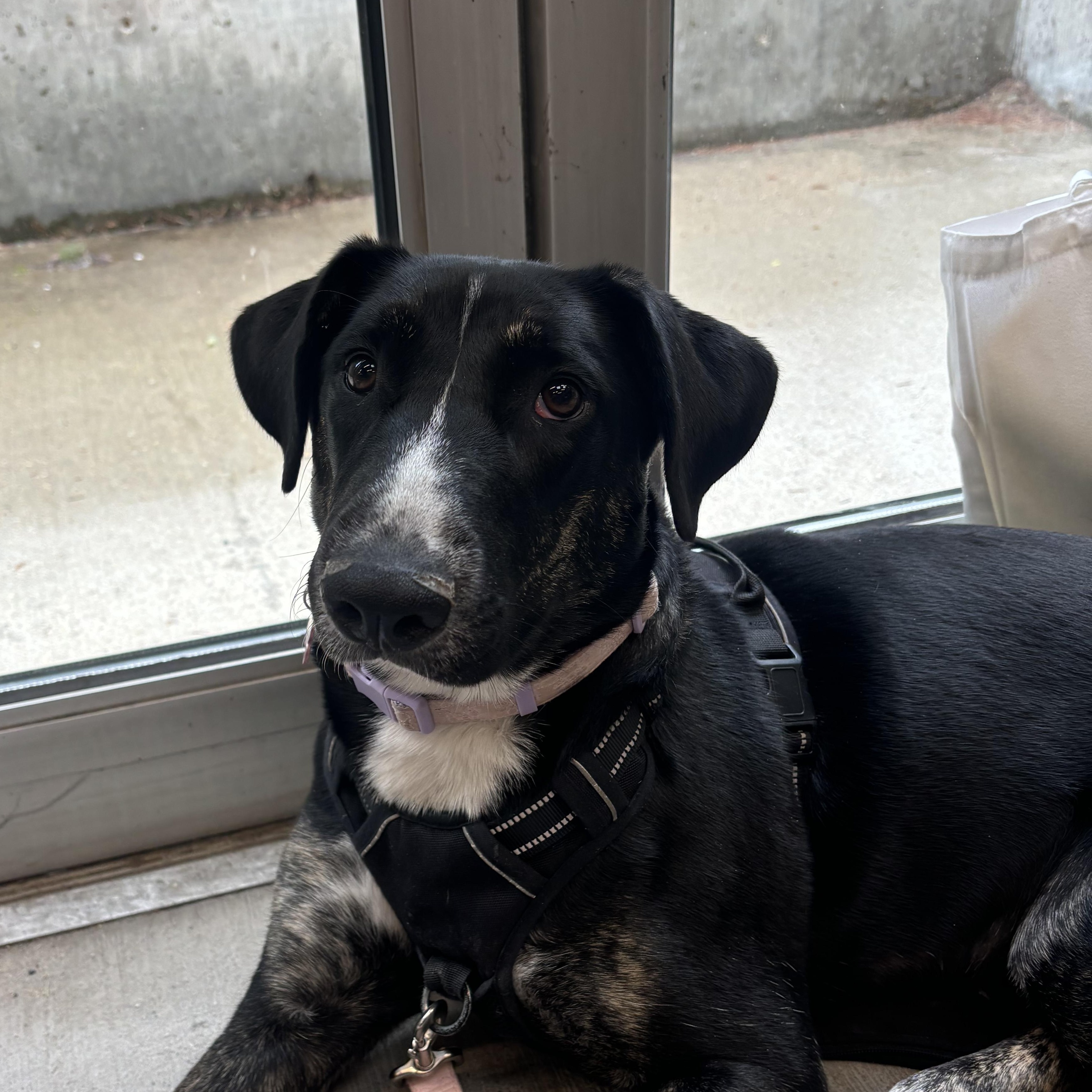 Noodles , adoptable, Puppy Female Mastiff.