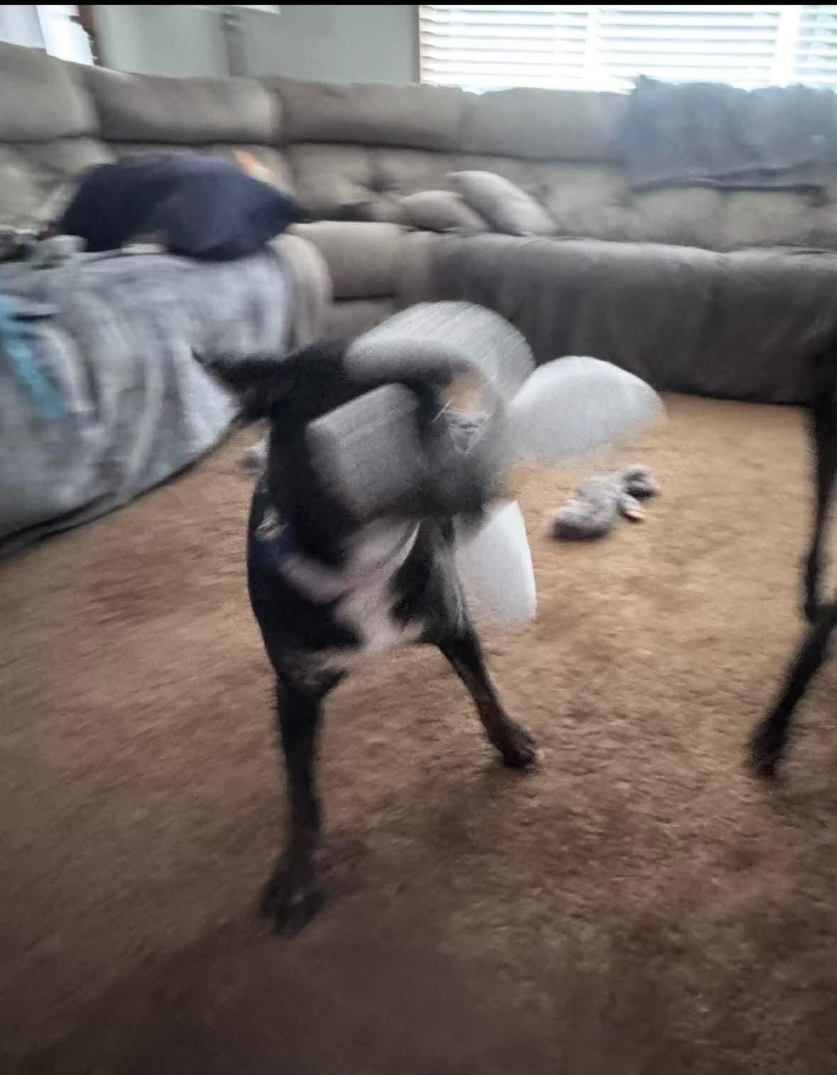 Enlarge Noodles , an adoptable mixed breed in Winnipeg, MB image 5/5