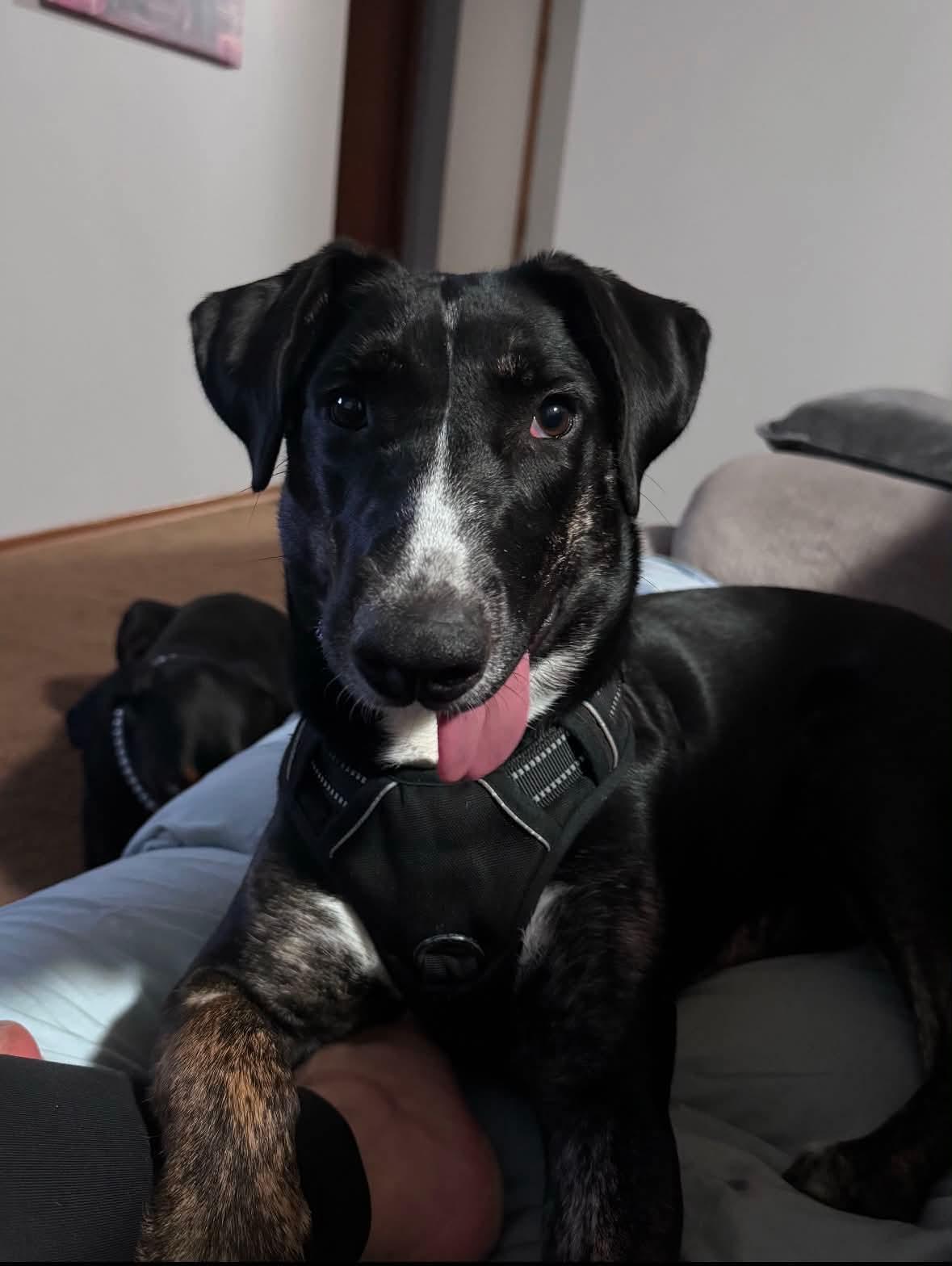 Noodles , adoptable, Puppy Female Mastiff.