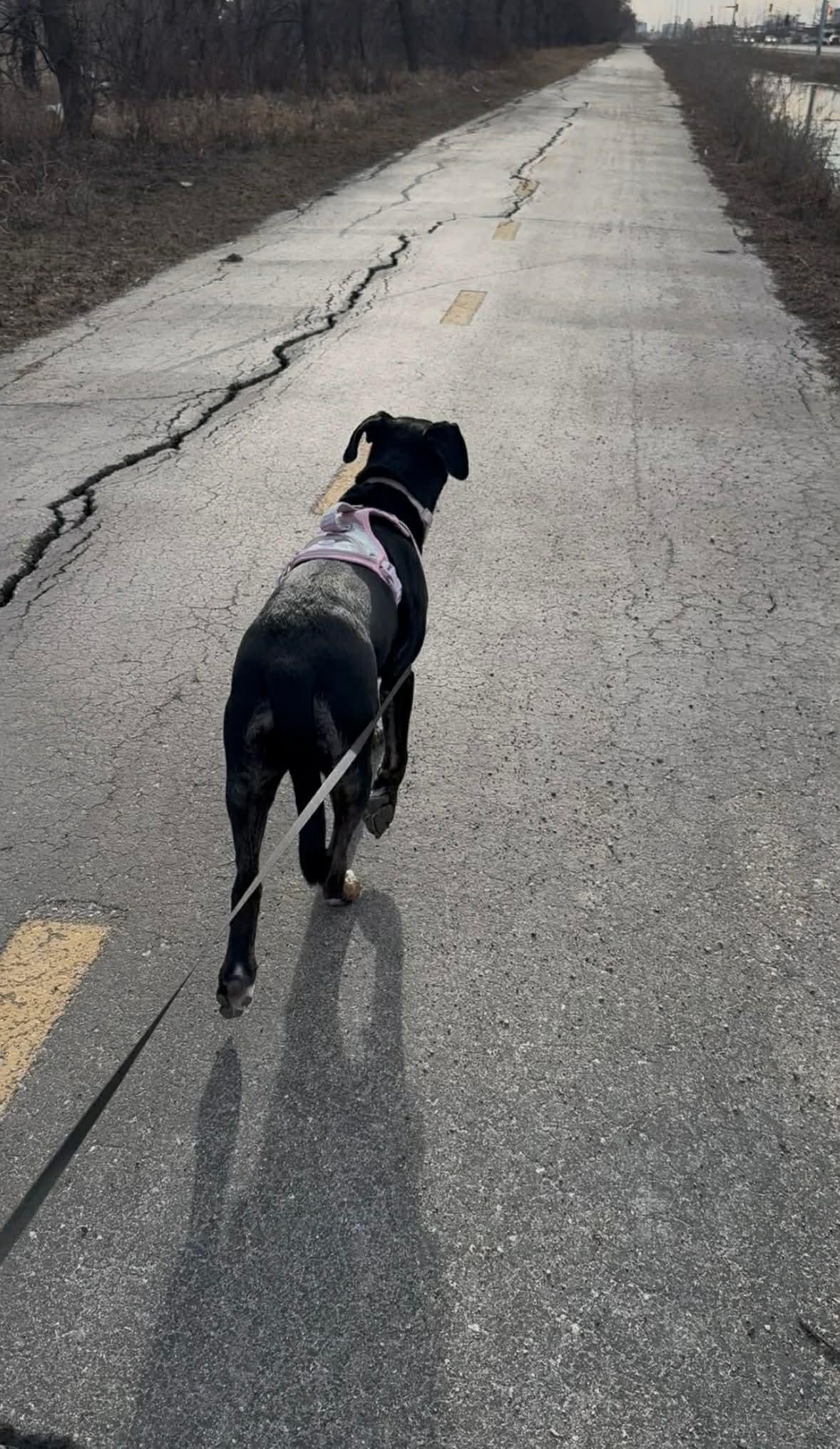 Noodles , an adoptable mixed breed in Winnipeg, MB image 4/6