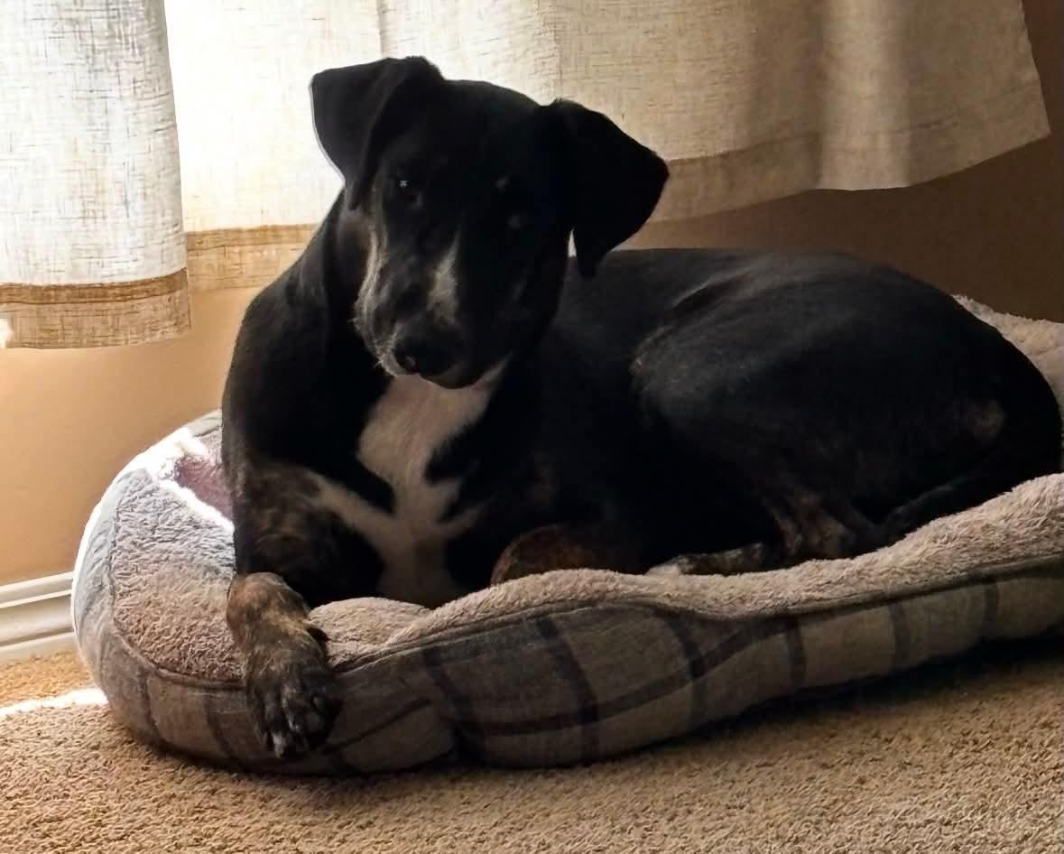 Enlarge Noodles , an adoptable mixed breed in Winnipeg, MB image 6/6