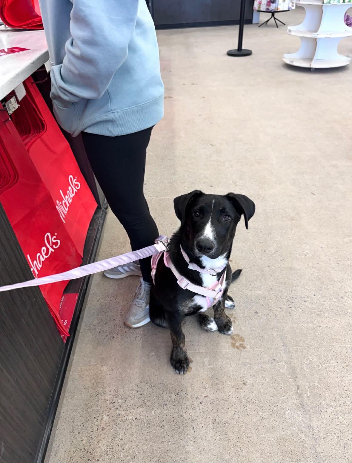 Noodles , an adoptable mixed breed in Winnipeg, MB image 6/6