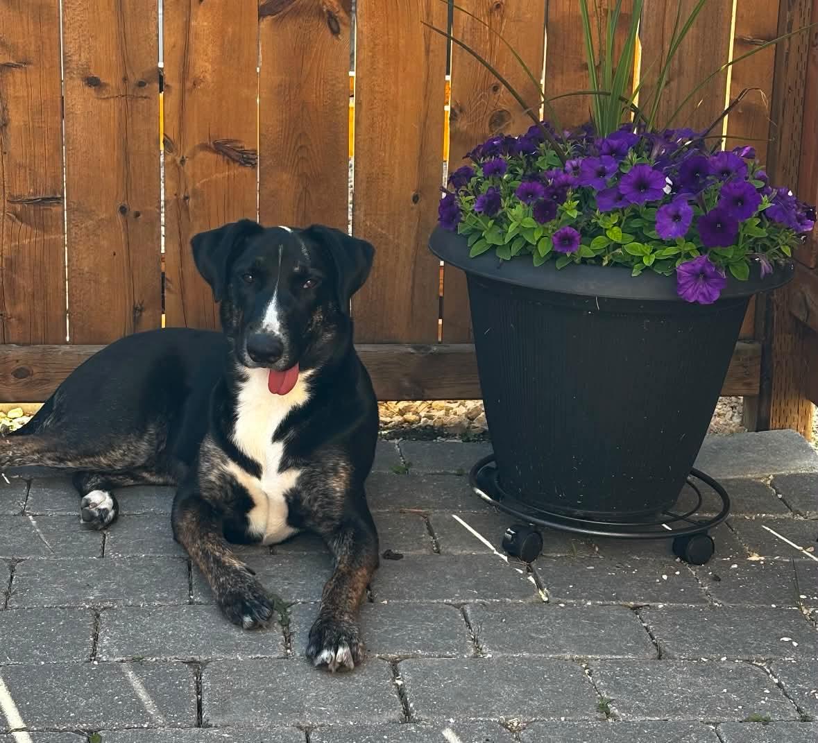 Enlarge Noodles , an adoptable mixed breed in Winnipeg, MB image 5/6