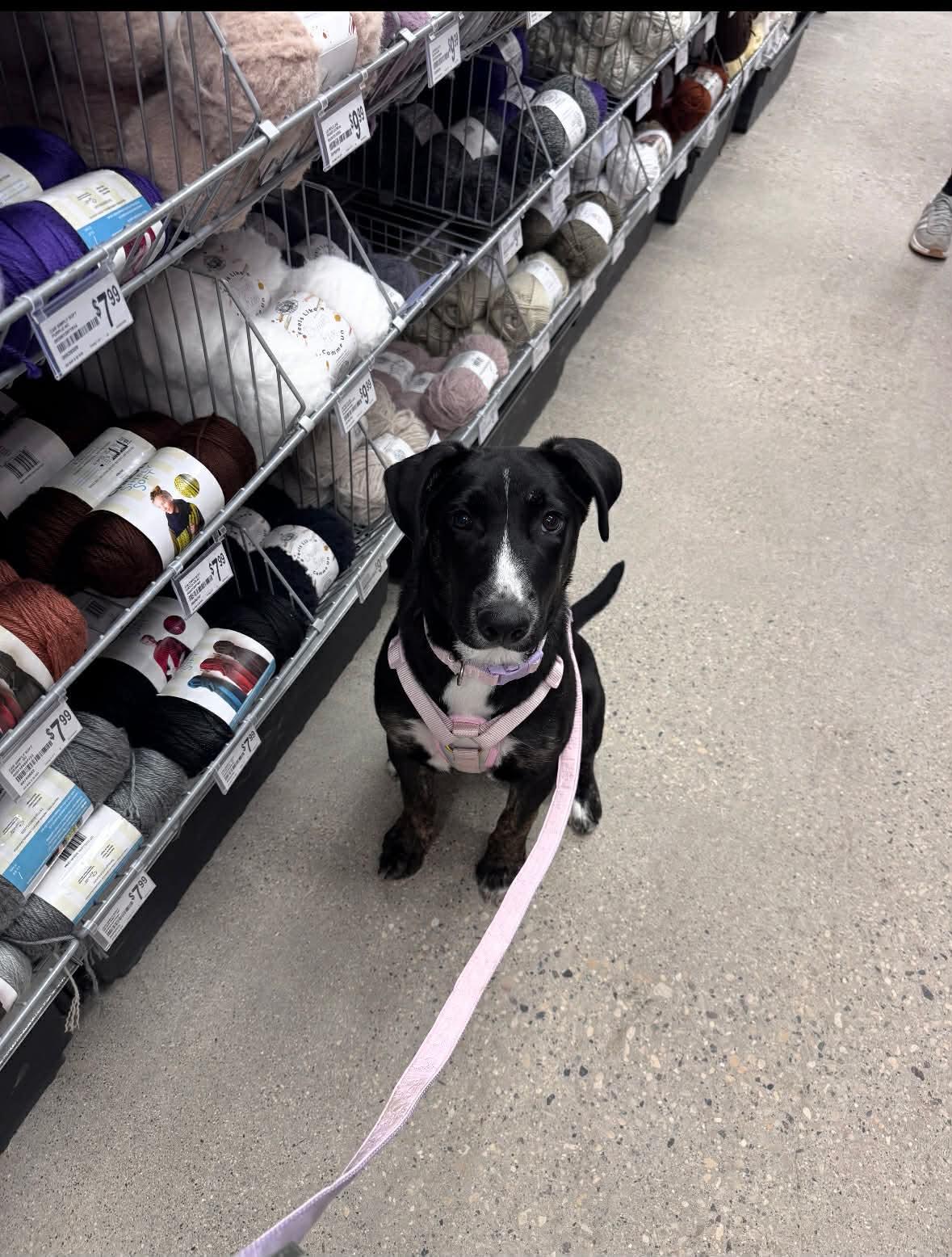 Noodles , an adoptable mixed breed in Winnipeg, MB image 5/6