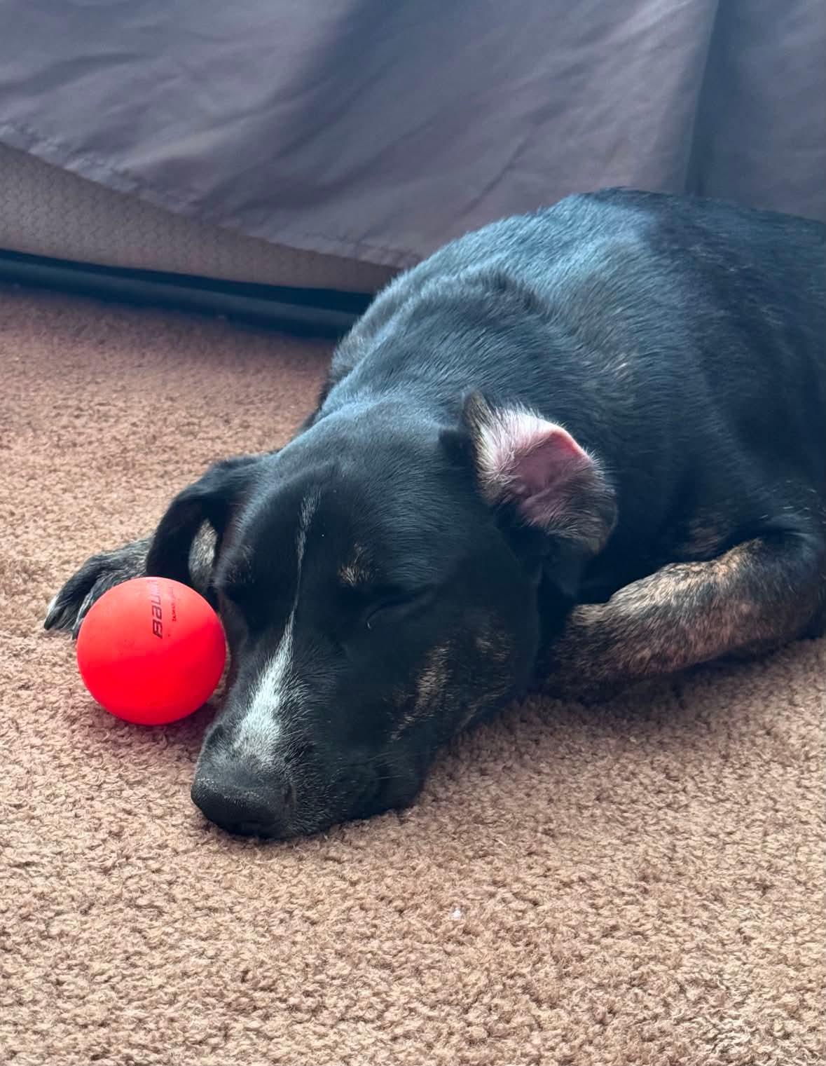 Noodles , an adoptable mixed breed in Winnipeg, MB image 5/5