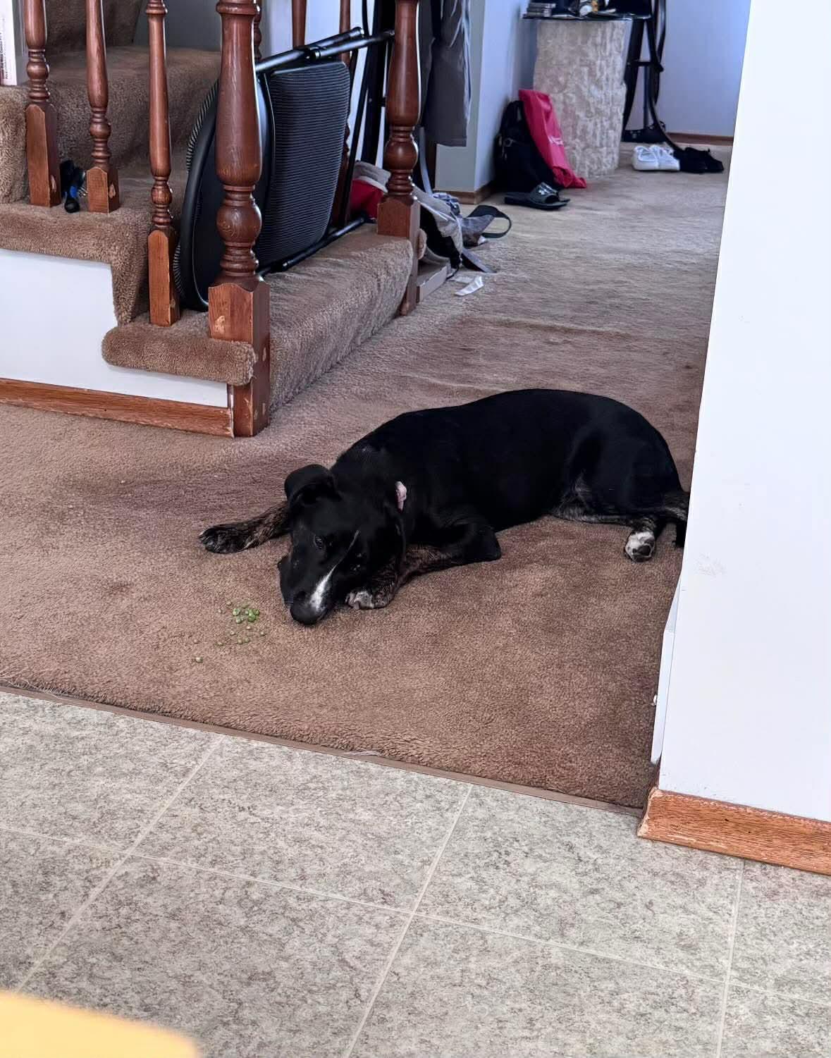 Enlarge Noodles , an adoptable mixed breed in Winnipeg, MB image 3/5