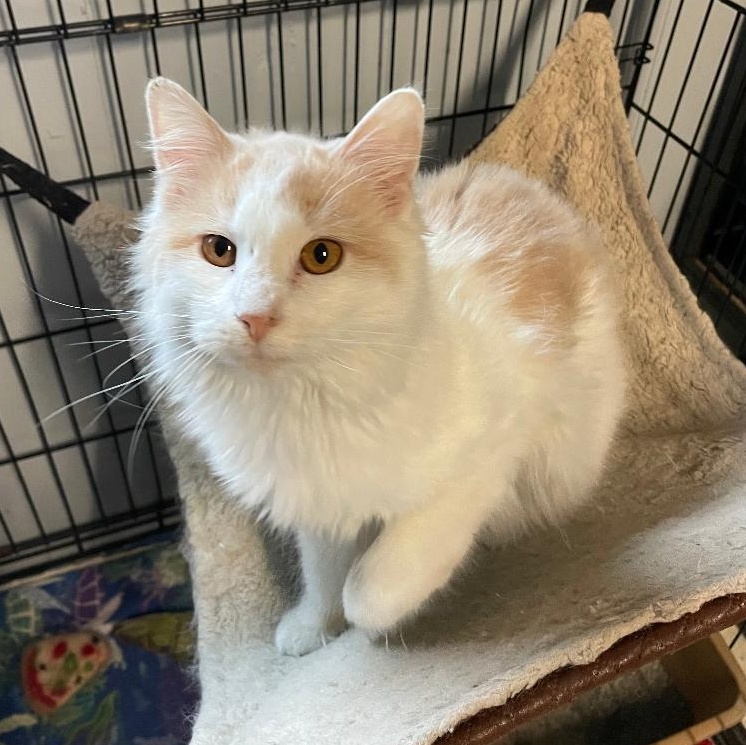 Angel, adopted, Kitten Female Domestic Long Hair.