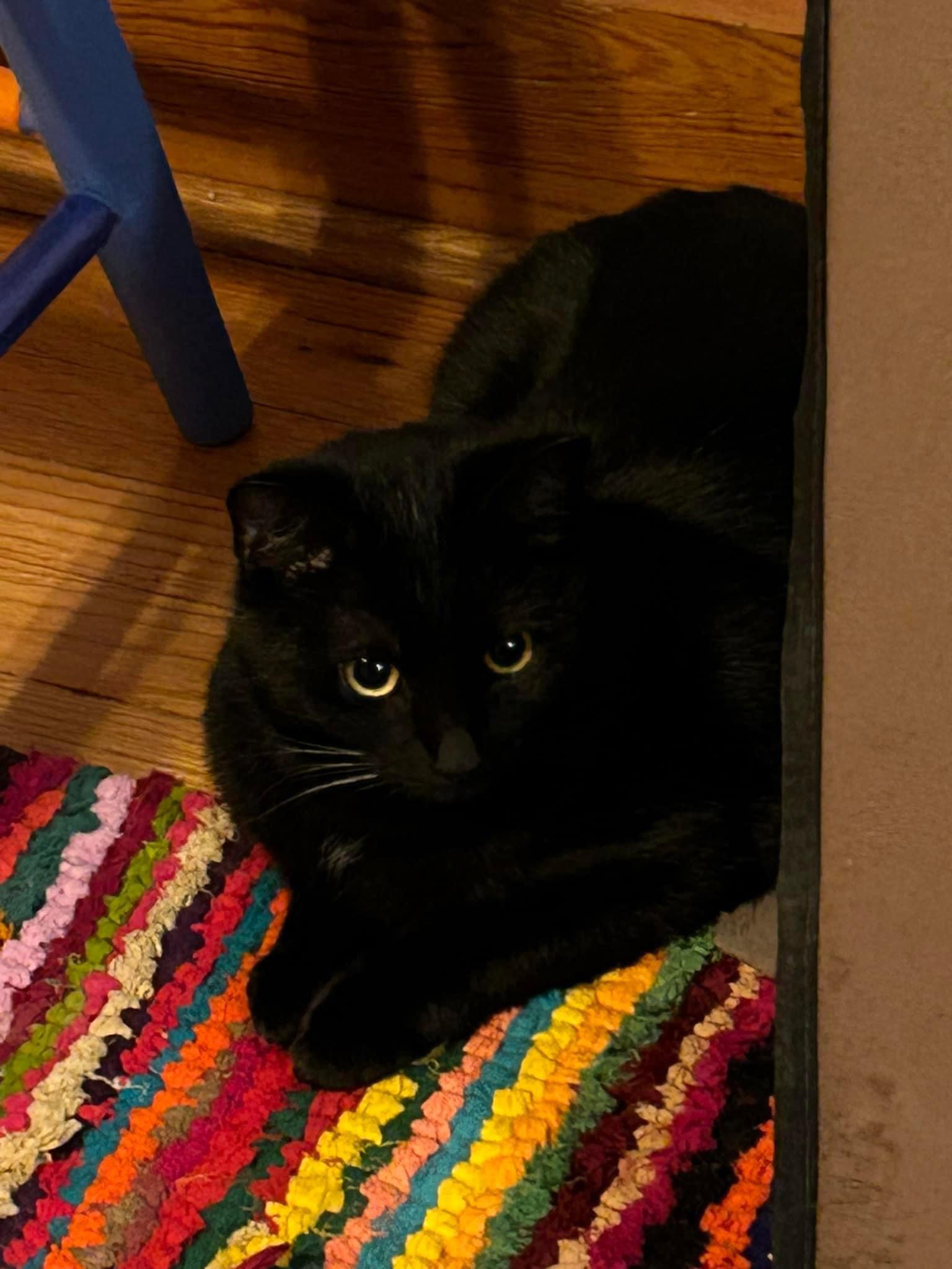 Bridgette, a Adoptable Domestic Short Hair in Cincinnati, OH image 1/3