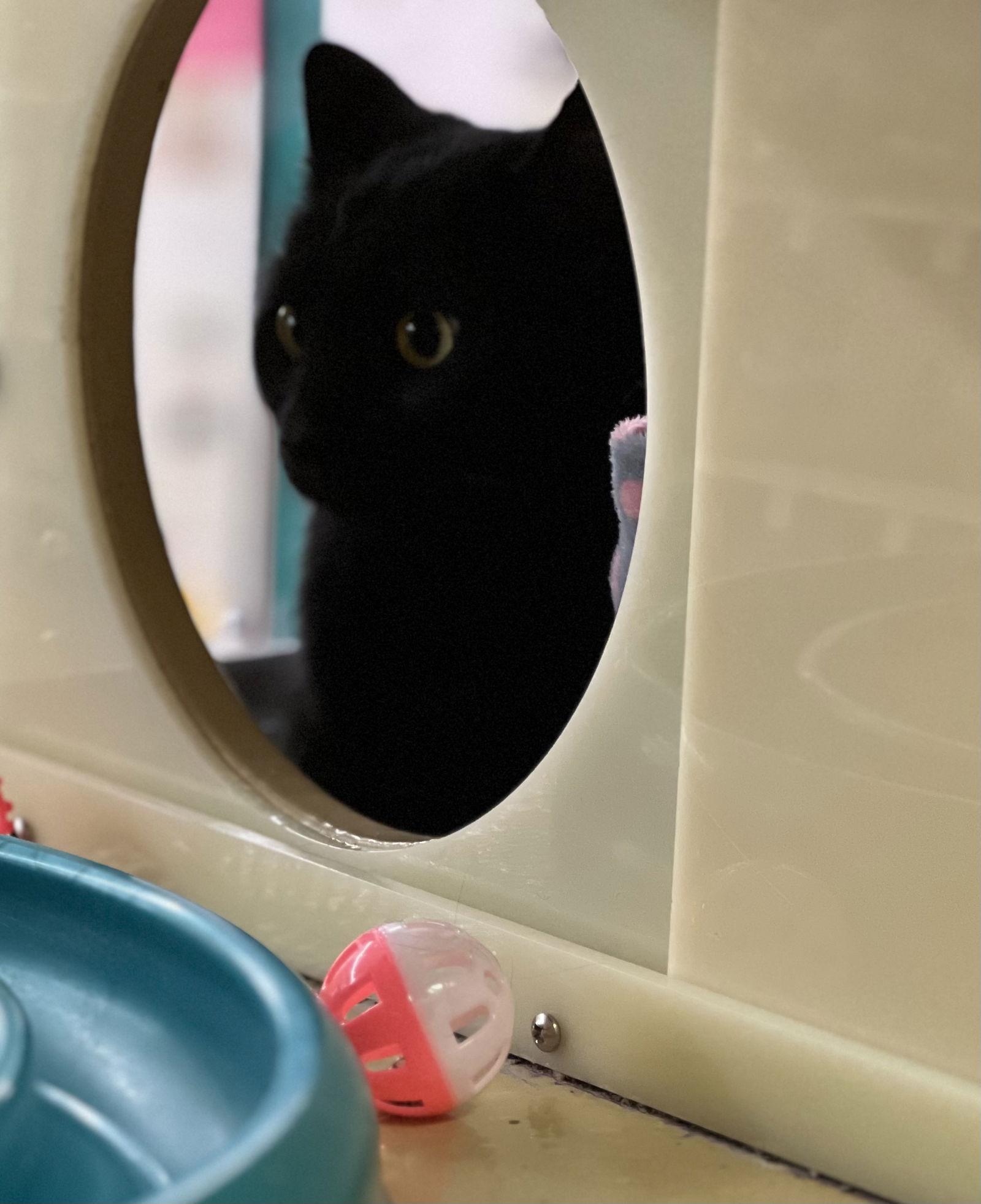 Bridgette, a Adoptable Domestic Short Hair in Cincinnati, OH image 1/3