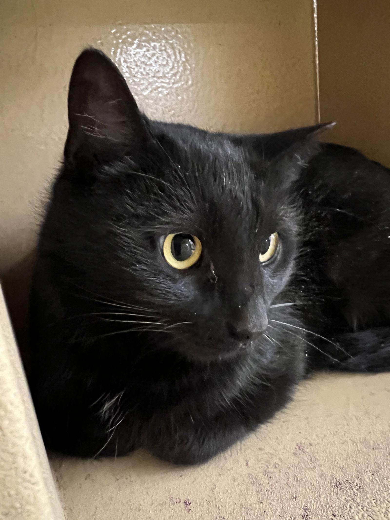 Bridgette, a Adoptable Domestic Short Hair in Cincinnati, OH image 2/3