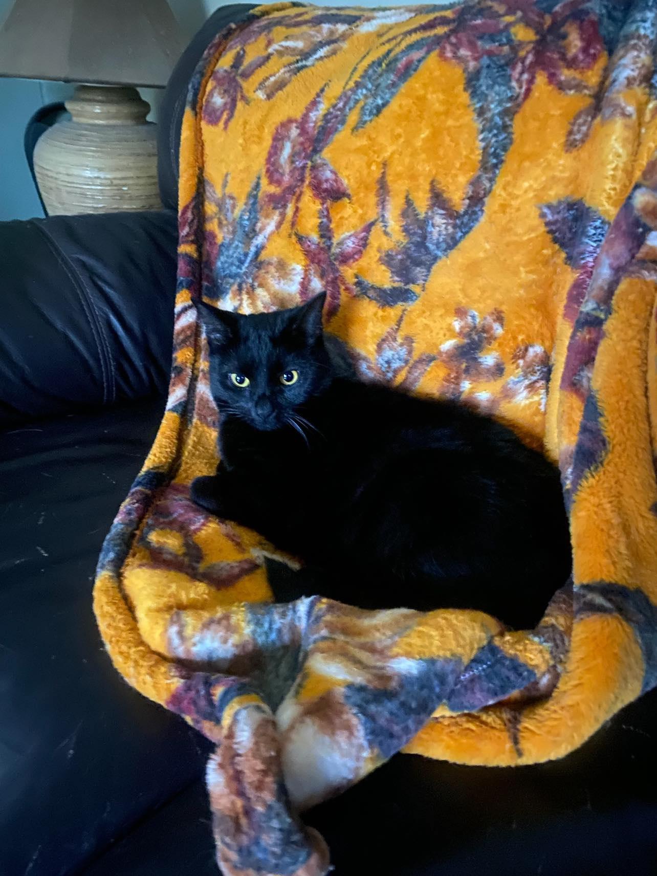 Bridgette, a Adoptable Domestic Short Hair in Cincinnati, OH image 3/3