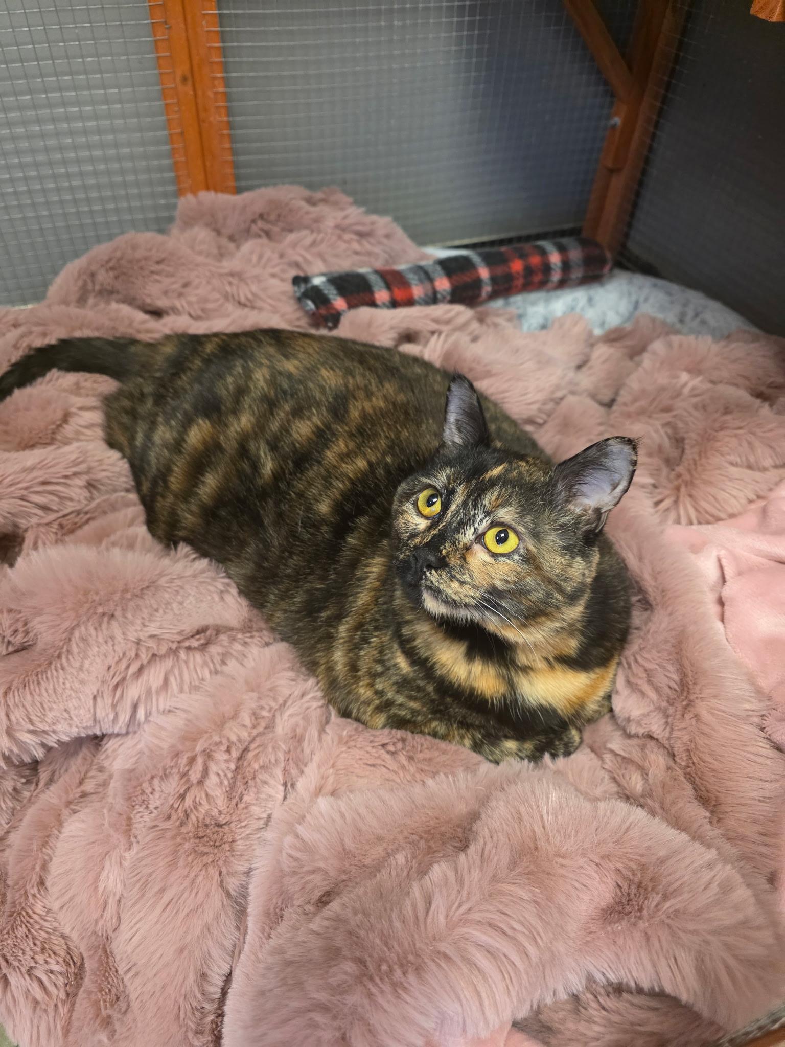 Mahtob, adopted, Young Female Tortoiseshell.