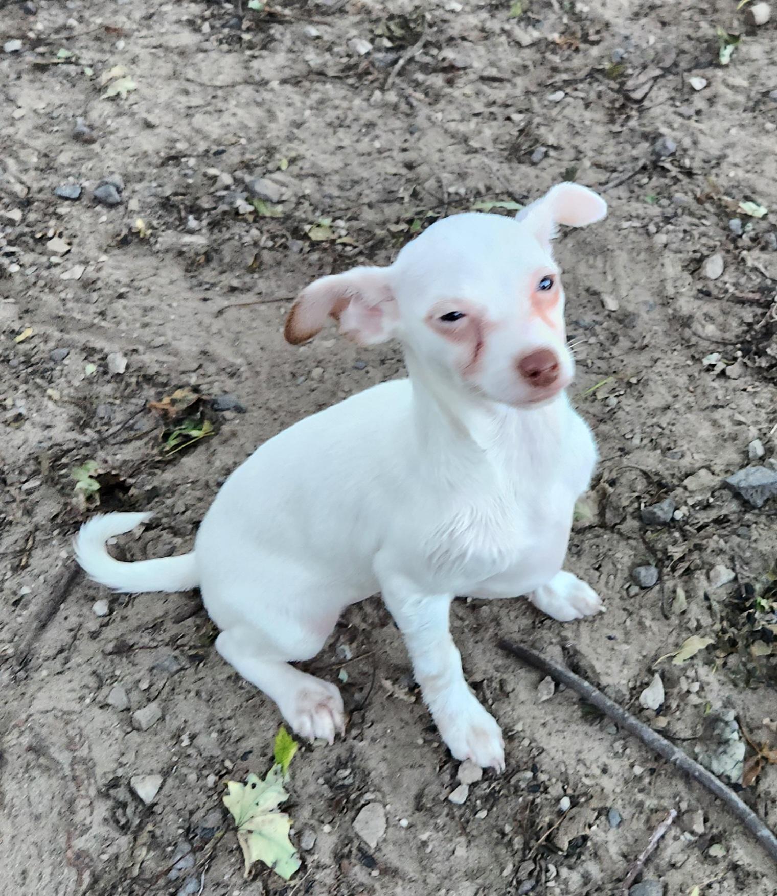 Enlarge Luna, a Adopted Chihuahua in Liberty Center, OH image 5/6
